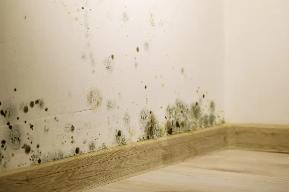 Mold growth in a house